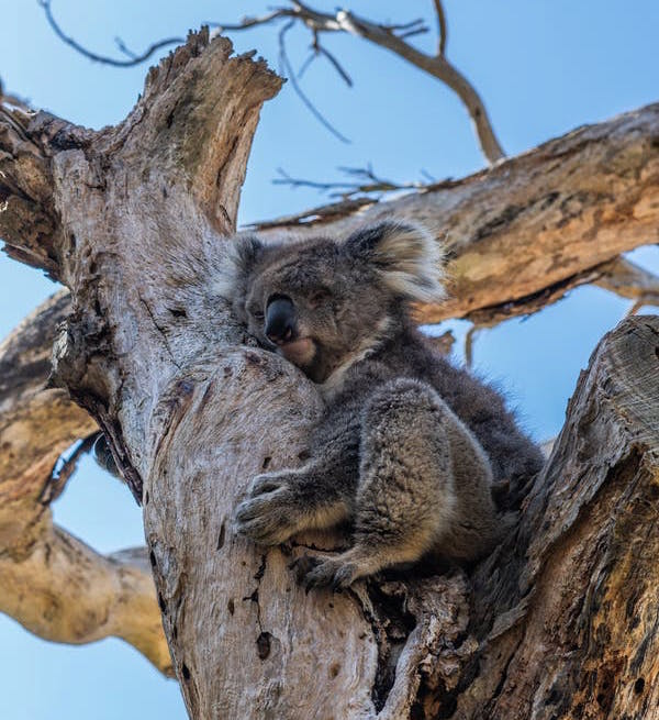 コアラ絶滅の危機オーストラリア